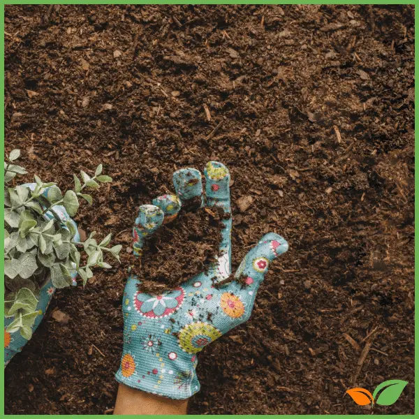 Cómo mejorar la calidad de tu suelo con abonos orgánicos